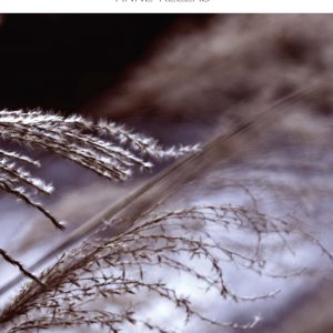 The White Room Poems