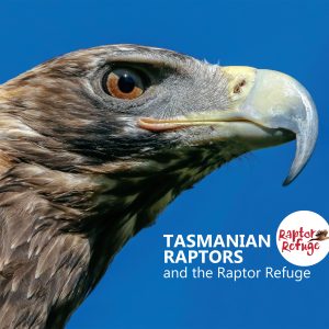 Tasmanian Raptors and the Raptor Refuge